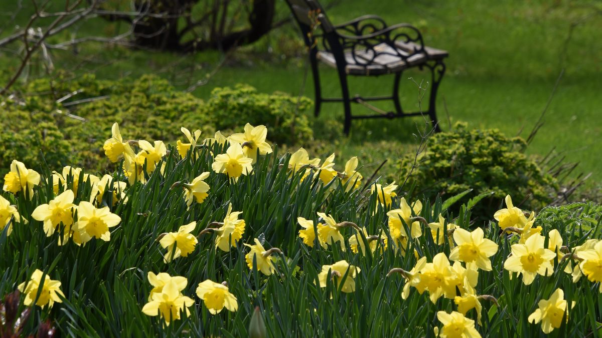 Mantenimiento de jardín y macetas en terraza